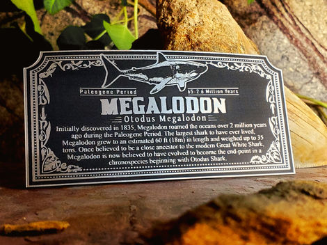 Megalodon1