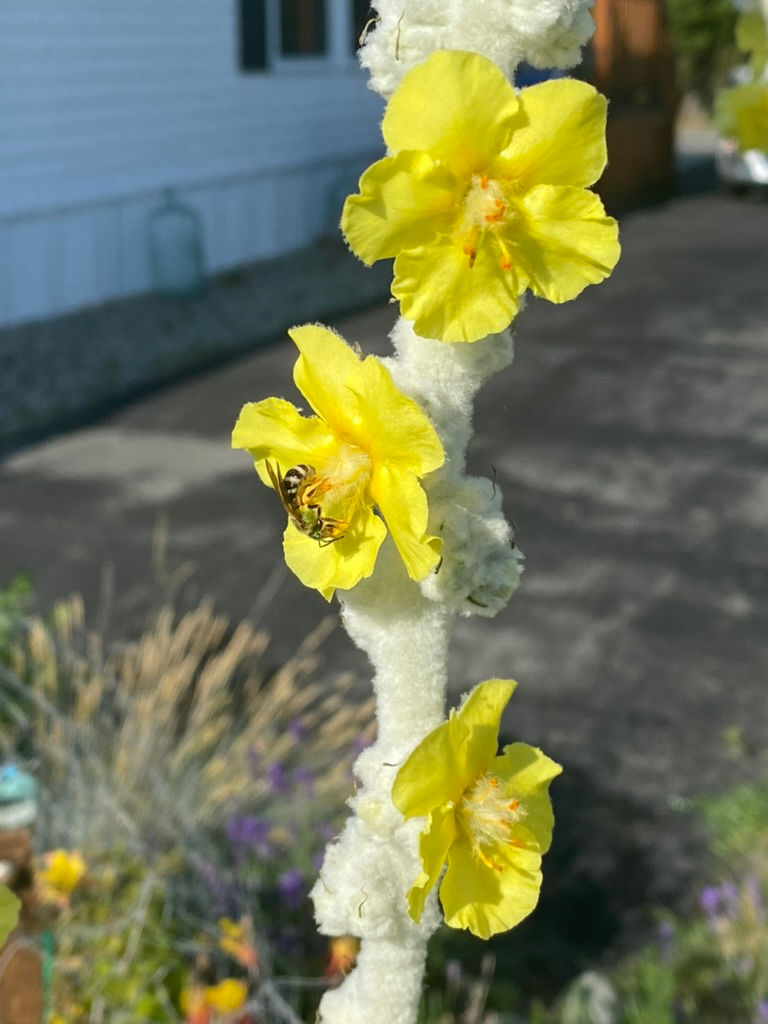 bee on giant mullen flower