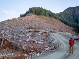 Can luxury brands drive B.C. old-growth logging out of business?