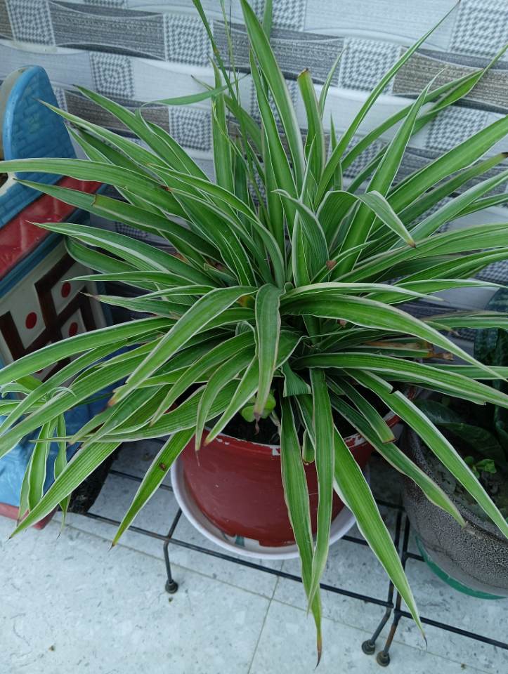 Healthy Spider Plant (मकड़ी का पौधा) for sale in Sector 3