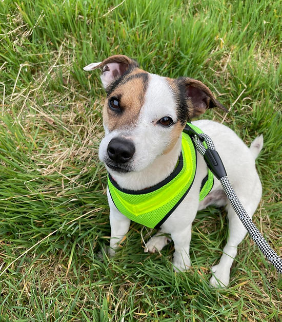 Milo on grass.jpeg
