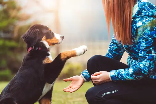 Woofstock Workshops