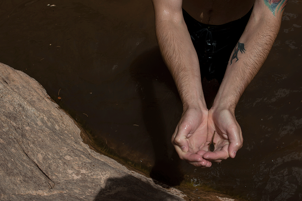 July is Tadpole Season in