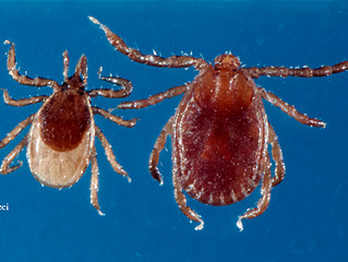 Longhorn tick now established in the U.S.