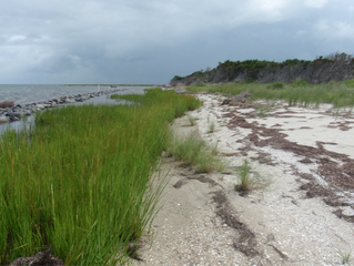 Comments Sought for Living Shoreline Work Proposal
