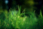 Bright green grass