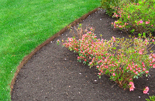 An example of turf edging by LawnCraft Lawncare, this shrub has a neat border of trim grass around it's soil plot.