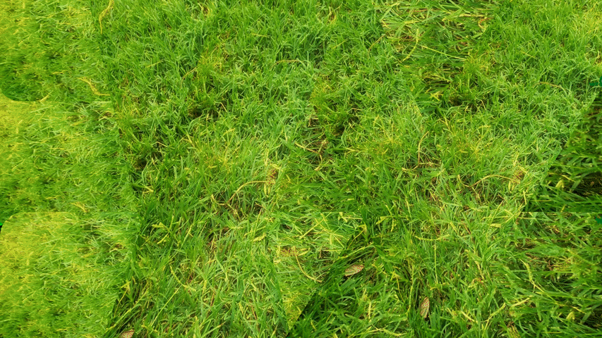 LawnCraft LawnCare banner