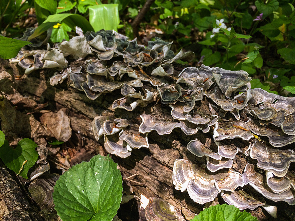 Maybe not Edible, but Beautiful Waves of Mushrooms. Photo by Jamie Ramsay