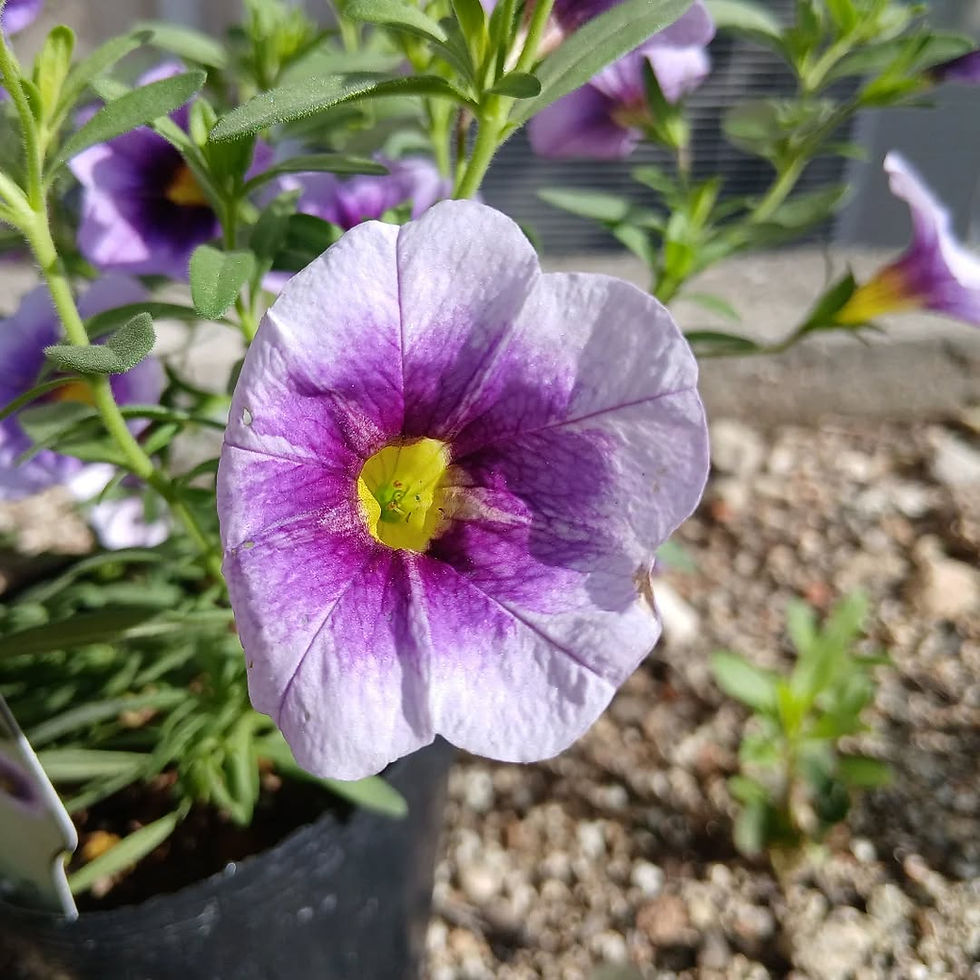 2026年4月26日 復活節第四主日