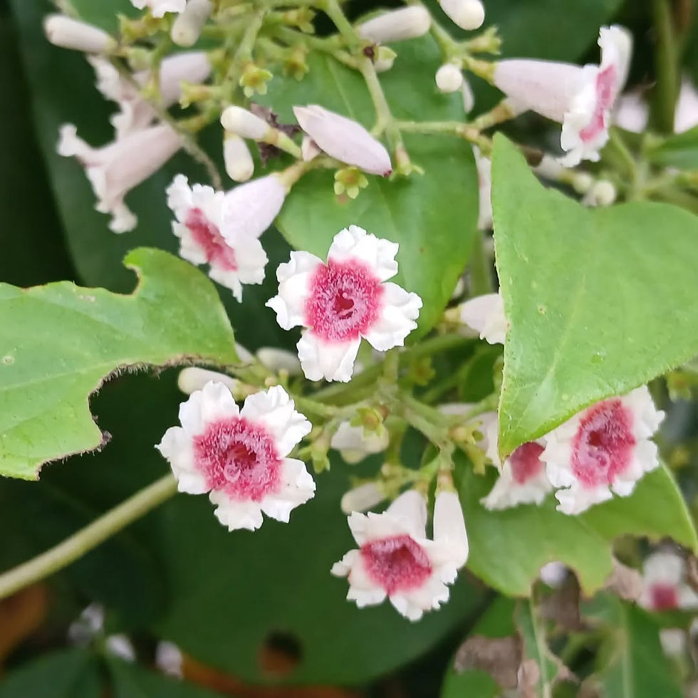 今朝の教会のお花