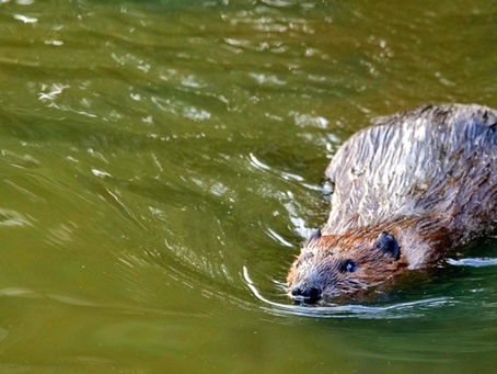 Cuyahoga Valley National Parks,  Beaver Marsh, & Rocky River Reservations; Beaver Behavior Observations.