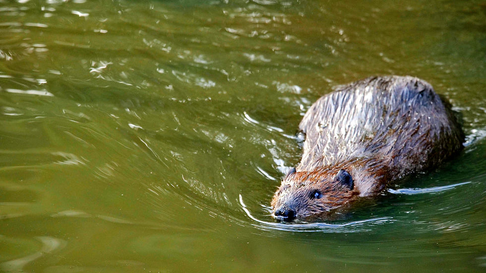 Cuyahoga Valley National Parks, Beaver Marsh, & Rocky River Reservations; Beaver Behavior Observations.