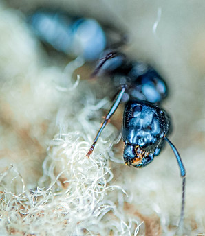 Ant 02.jpg