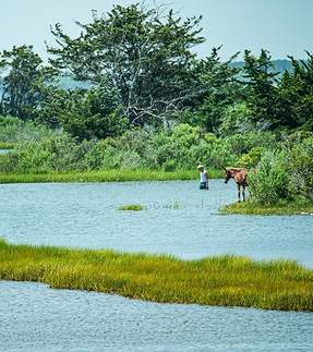 Marsh 01.jpg