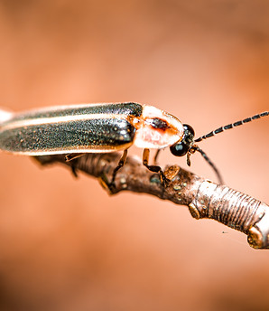 Lightening Bug 03.jpg