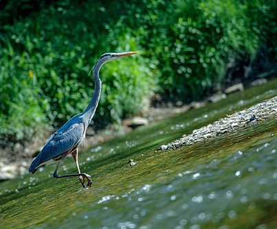 Great Blue 60.jpg