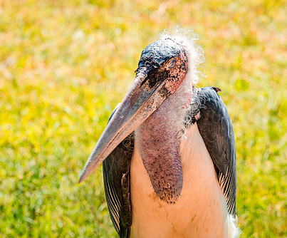 Special Heron13.jpg