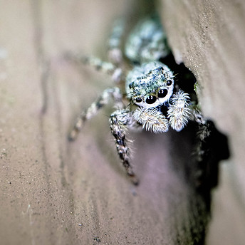 Spider 15.jpg