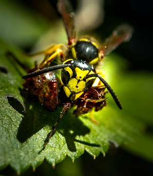 Bee 05.jpg