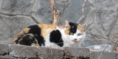 Calico cat