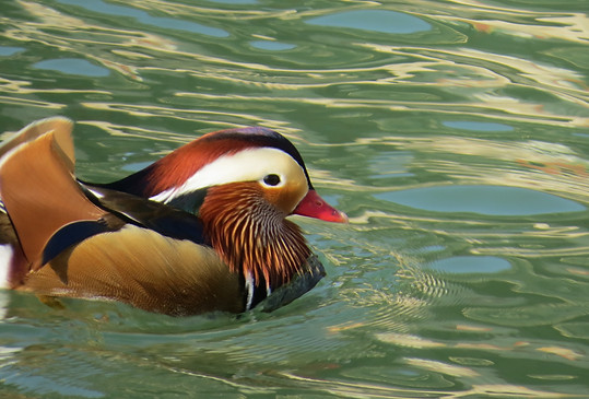 Male mandarin duck