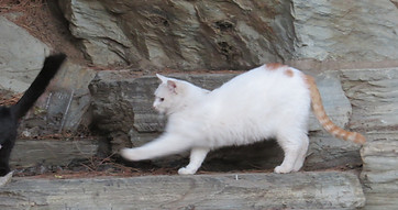 White cat stretching