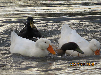 Ducks feasting