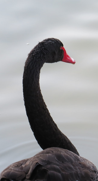 Black swan