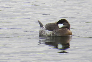 Sleeping male ruddy duck (nonbreeding plumage)