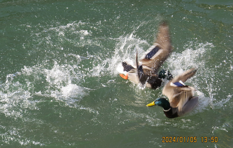 Pair of drake mallards in battle