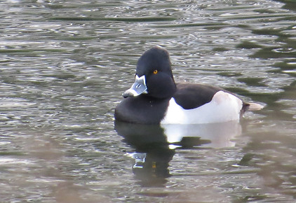 Drake ring-necked duck