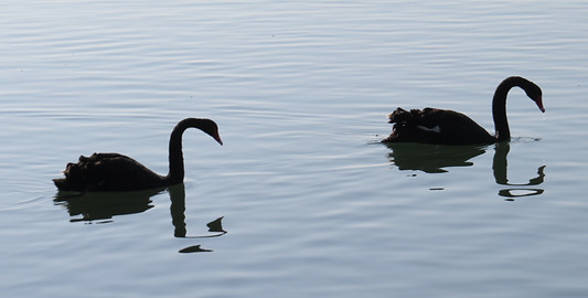 Black swan pair