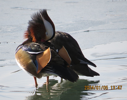 Pair of mandarin
