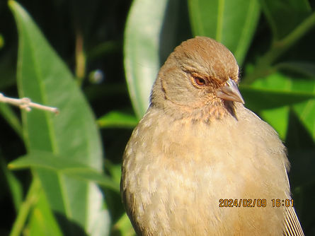 California towhee half-body shot