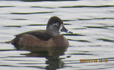 Hen ring-necked duck
