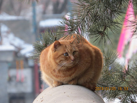 Fat orange cat