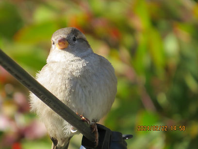 Female house sparrow