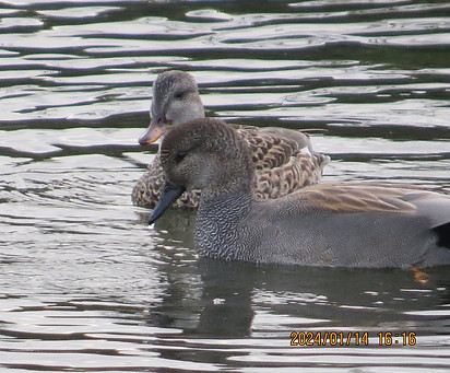 Pair of gadwall