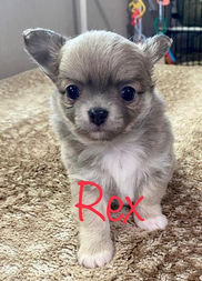 Rex1.jfif