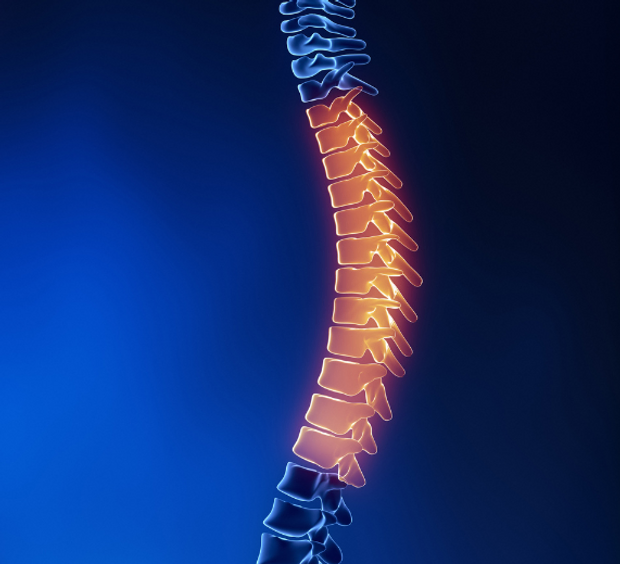 Alt=''thoracic spine''