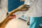 close-up-shot-of-a-dog-holding-the-hand-of-a-perso-2026-03-18-13-15-11-utc.jpg