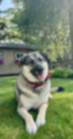 Millie denenberg vet med.jpeg