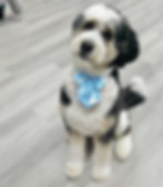 Grooms by Azzurra staff providing gentle, personalized grooming care.