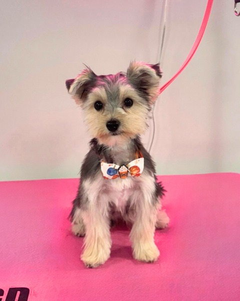 Small yorkie freshly groomed with bowtie