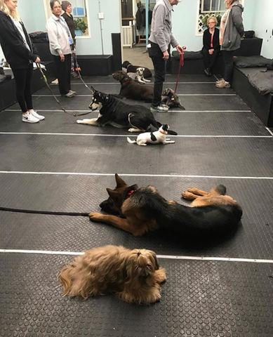 Pack of dogs practicing down in group training class