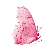 papillon.png
