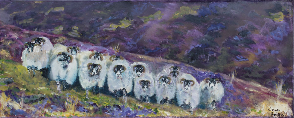 a painting of sheep in heather by Jane Haigh