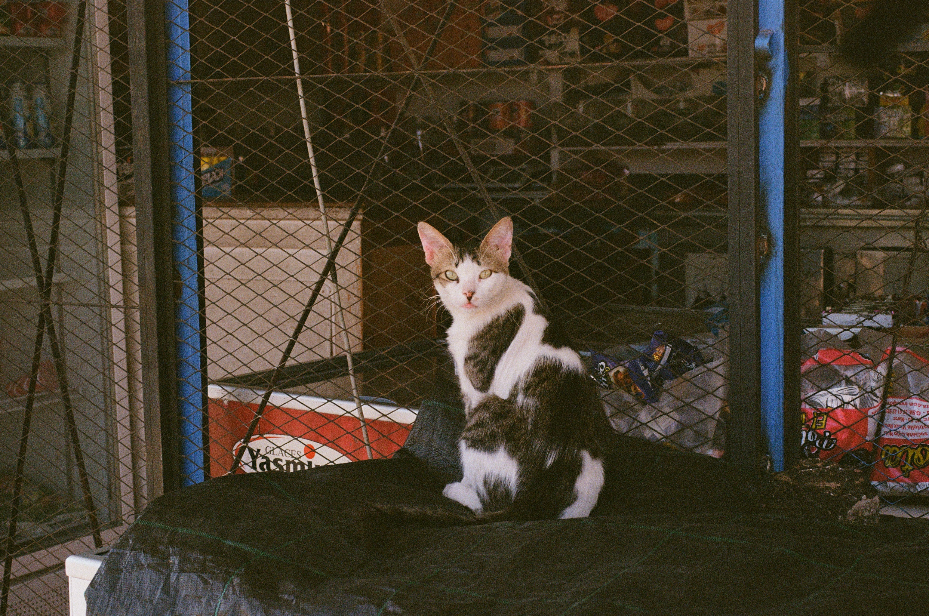 Les chats de Marrakech