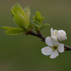 Japanese apricot flower